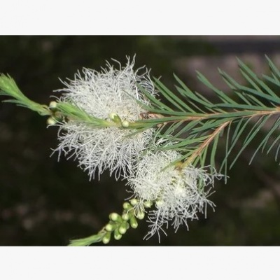 澳洲茶树饱和纯露250ml 控油祛痘消炎 纯手工护肤品